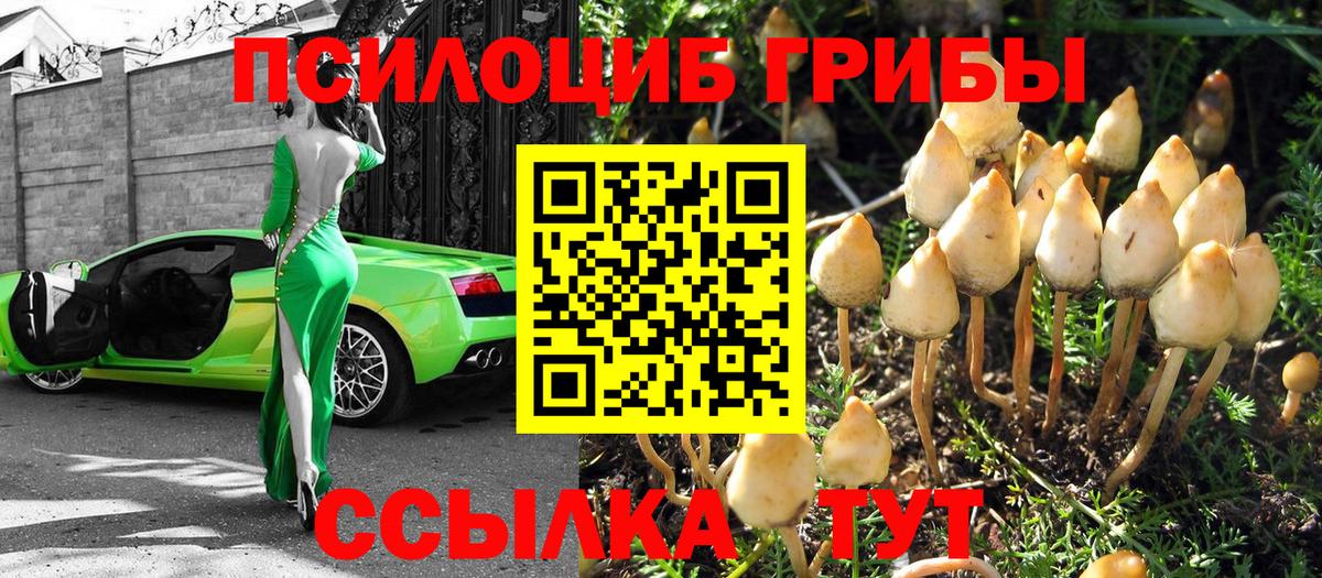 Галлюциногенные грибы Psilocybe Нурлат